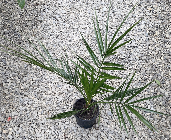 Palmier Phoenix Canariensis H55cm