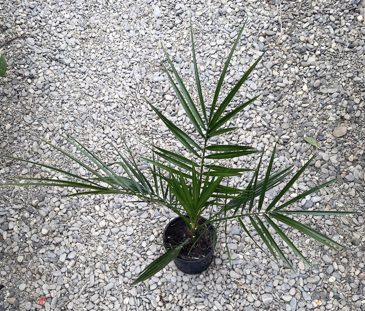 Palmier Phoenix Canariensis H55cm