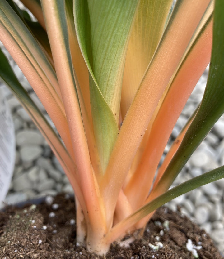 Chlorophytum orchidastrum Fire Flash