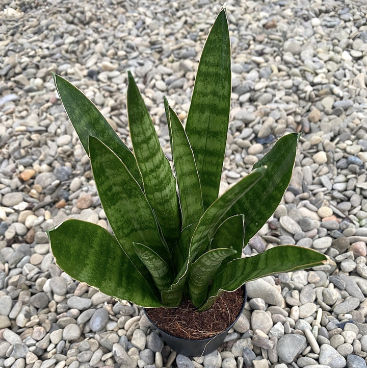 Sansevieria Javanica