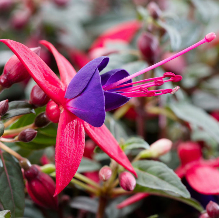 Fuchsia  mix - cercelusi la ghiveci