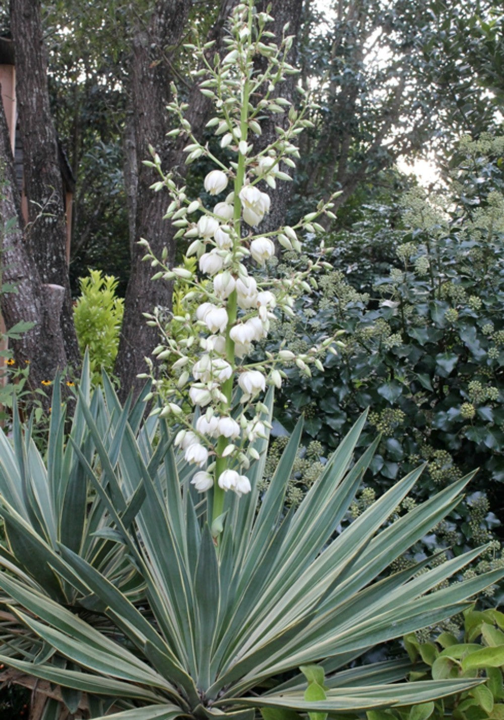 Yucca de gradina - yucca gloriosa