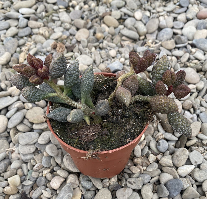 Adromischus marianiae fo. herrei cv. Coffee Bean