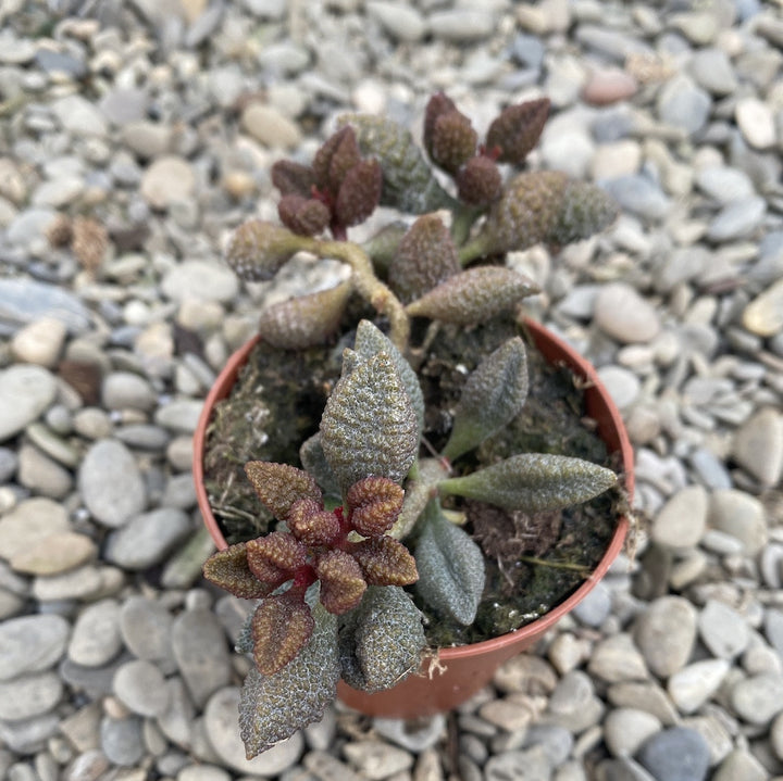 Adromischus marianiae fo. herrei cv. Coffee Bean