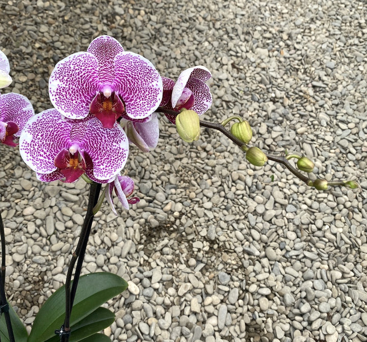 Phalaenopsis Leopard Prince