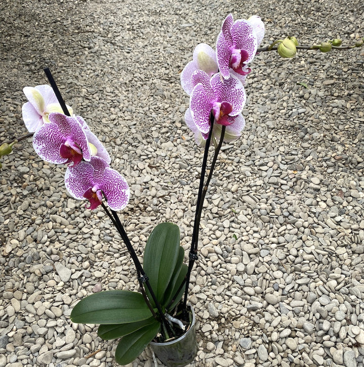 Phalaenopsis Leopard Prince