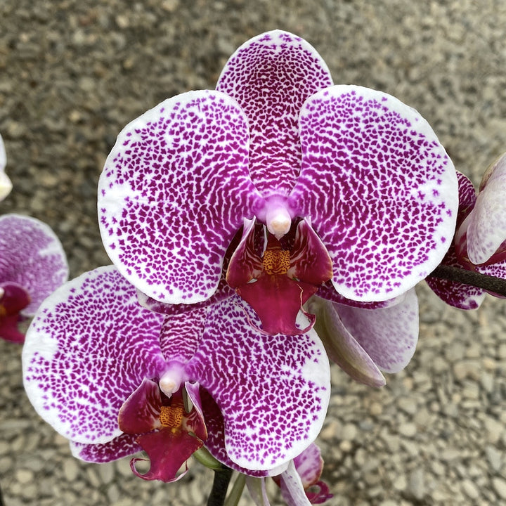 Phalaenopsis Leopard Prince