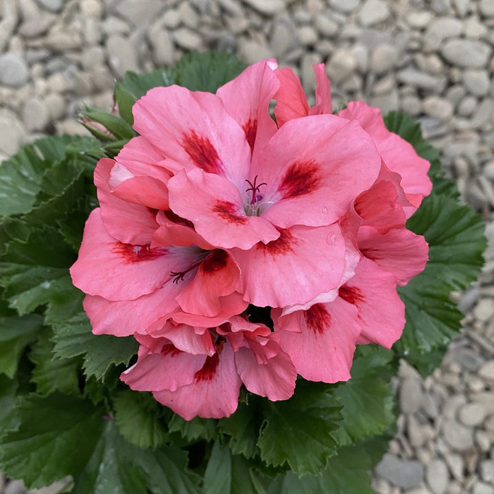 Pelargonium Grandiflorum Elegance Sunrise - muscate englezesti