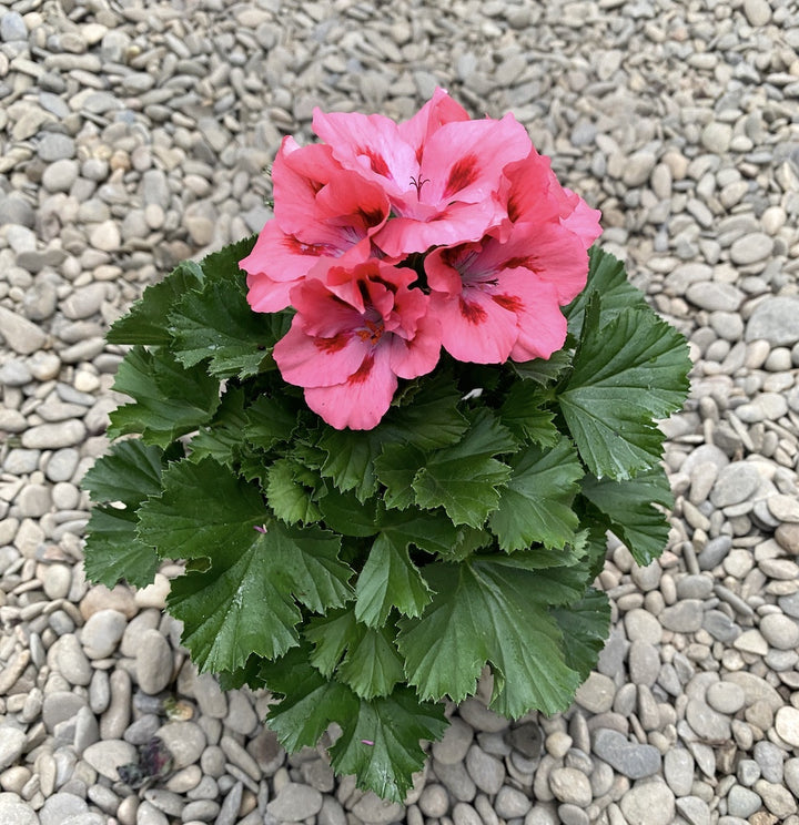 Pelargonium Grandiflorum Elegance Sunrise - muscate englezesti