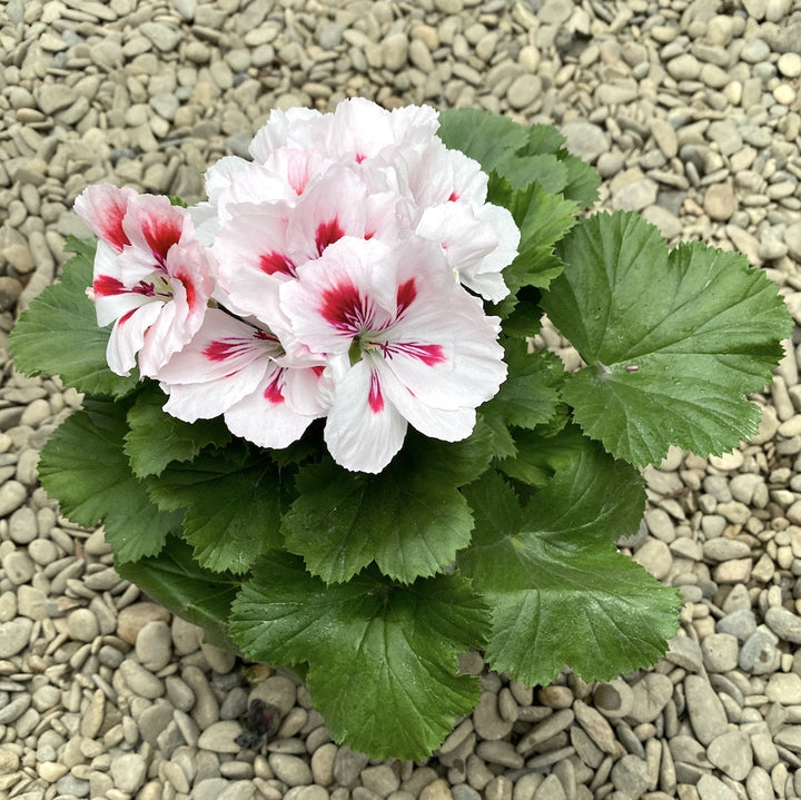 Pelargonium Grandiflorum Francis