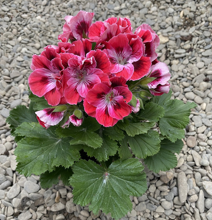 Pelargonium grandiflorum Elegance Rosanna - Muscate englezesti