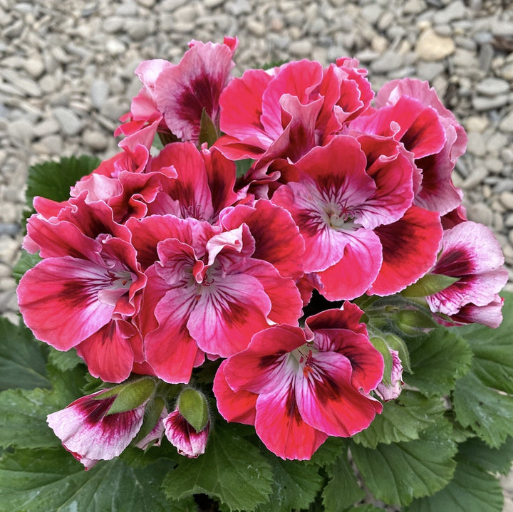 Pelargonium grandiflorum Elegance Rosanna - Muscate englezesti