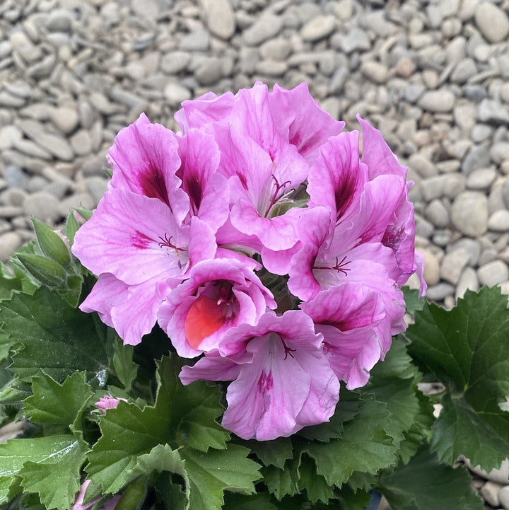 Pelargonium grandiflorum Belvedere - Muscate englezesti