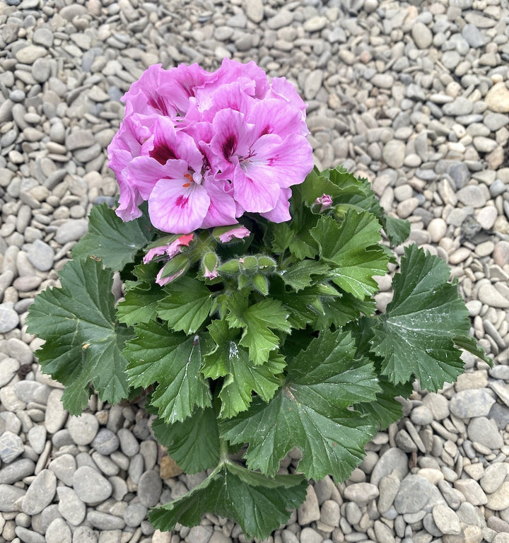 Pelargonium grandiflorum Belvedere - Muscate englezesti