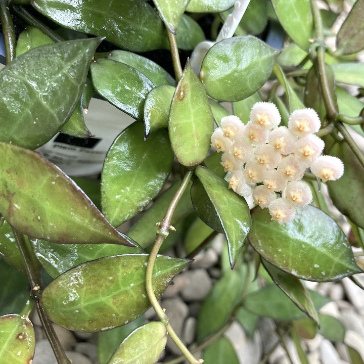 Hoya Lacunosa, floarea de ceara, de vanzare la cel mai bun pret!