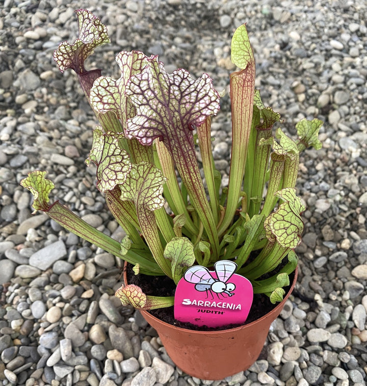 Sarracenia Judith