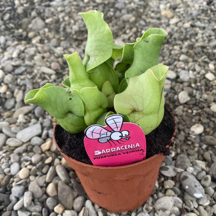 Sarracenia Purpurea venosa XL - planta ulcior