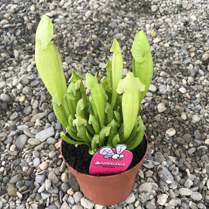 Planta carnivora Sarracenia Barba - Planta Ulcior, pret special