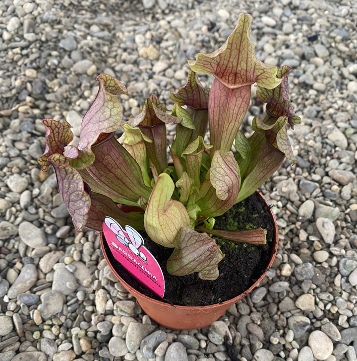 Sarracenia farnhamii hybrid - planta ulcior