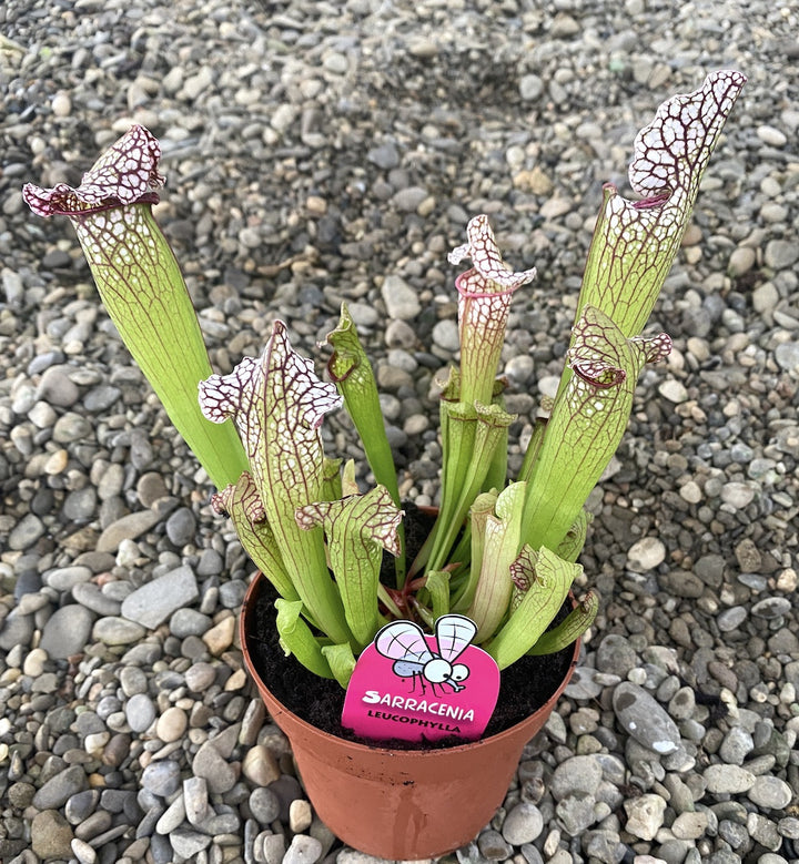 Sarracenia Leuophylla XL - Planta Ulcior