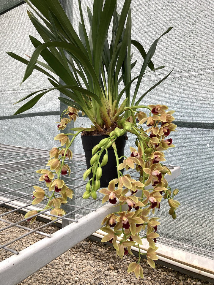 Cymbidium Memoria Amelia Earhart (Hazel Tyers × devonianum)