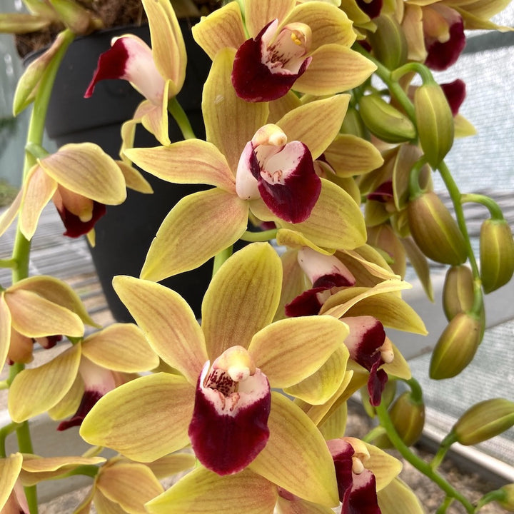 Cymbidium Memoria Amelia Earhart (Hazel Tyers × devonianum)