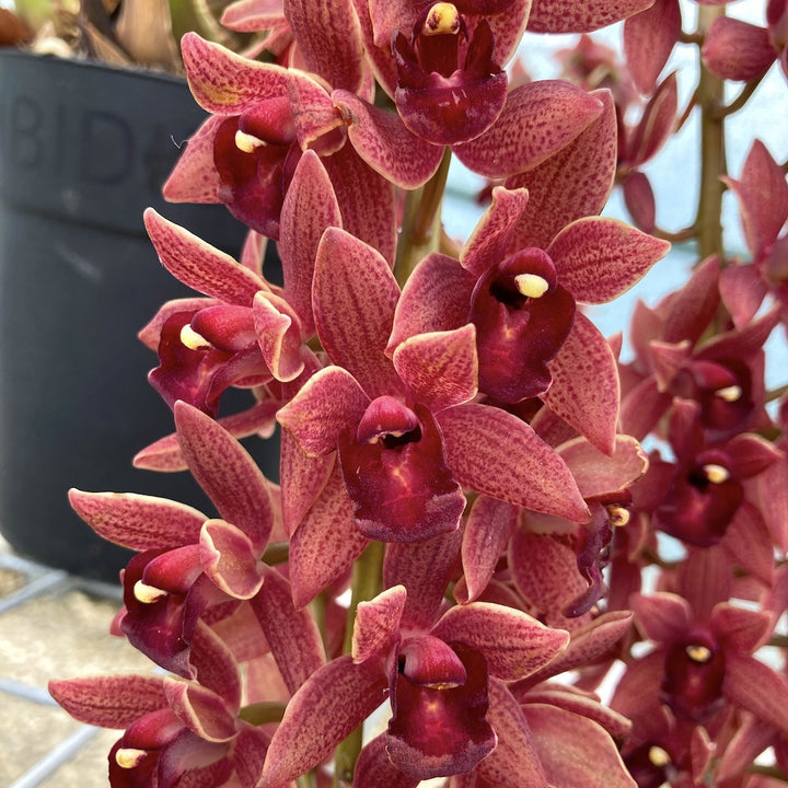 Cymbidium Dorothy Stockstill 'Forgotten Fruits' AM/AOS (Phar Lap x Miss Muffet)