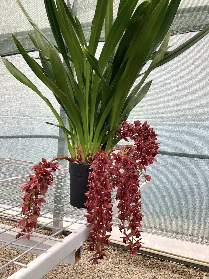 Cymbidium Dorothy Stockstill 'Forgotten Fruits' AM/AOS (Phar Lap x Miss Muffet)