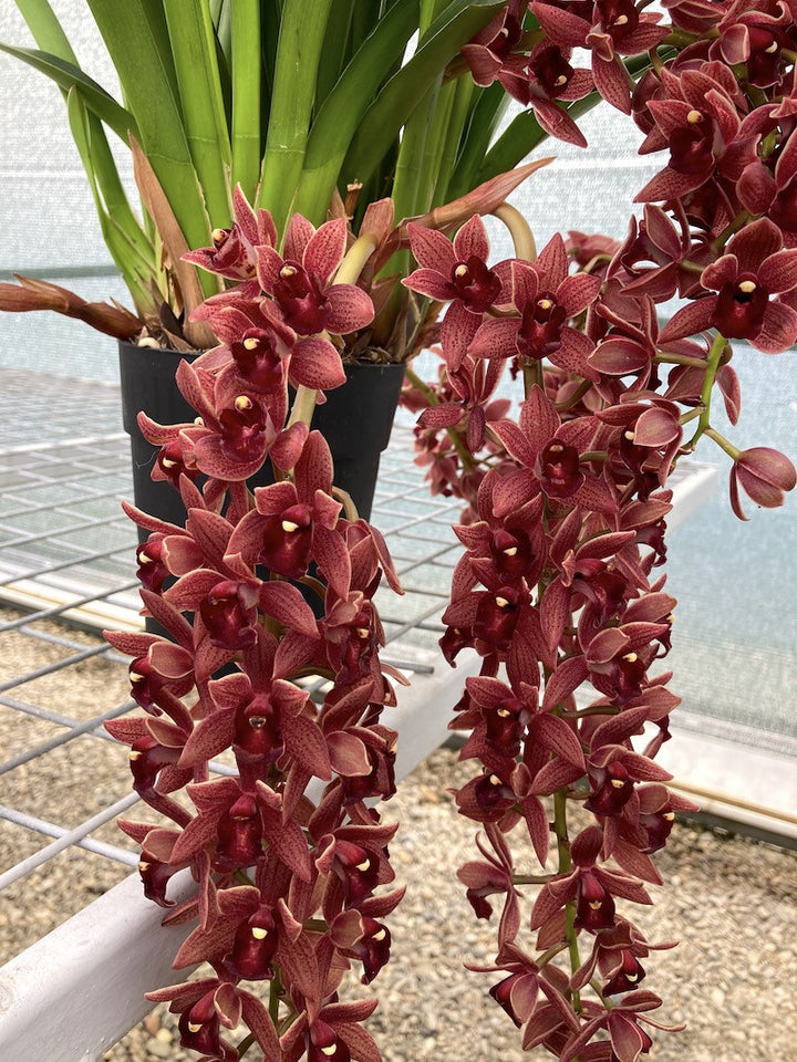 Cymbidium Dorothy Stockstill 'Forgotten Fruits' AM/AOS (Phar Lap x Miss Muffet)