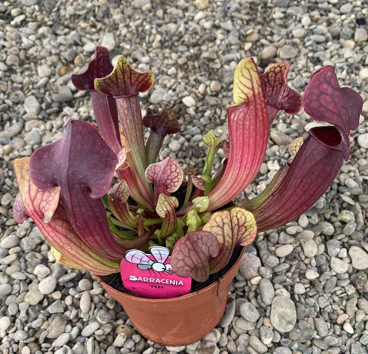 Sarracenia Tess XL - planta ulcior