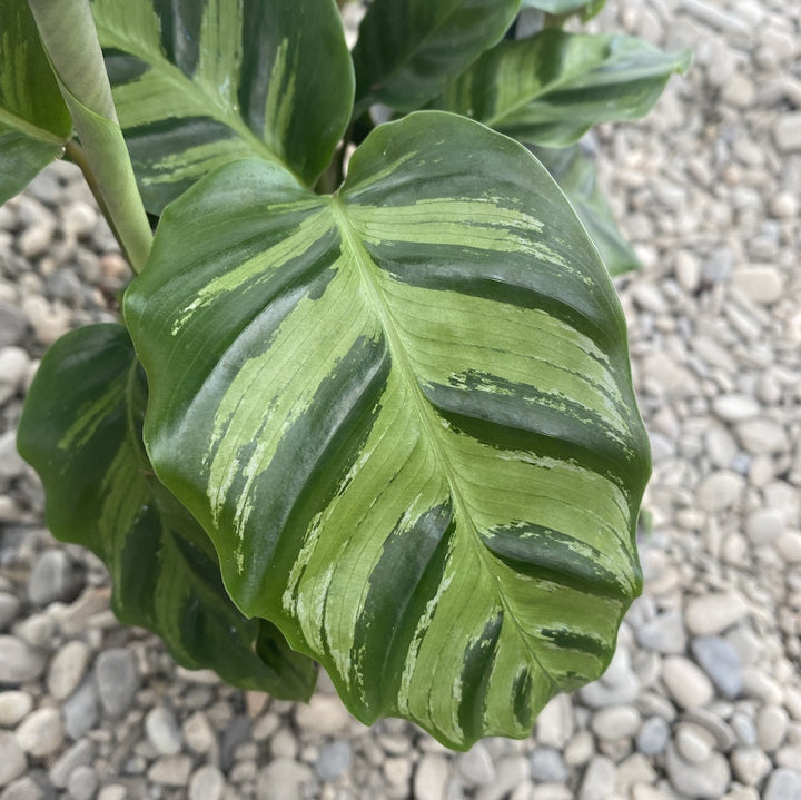 Calathea albertii