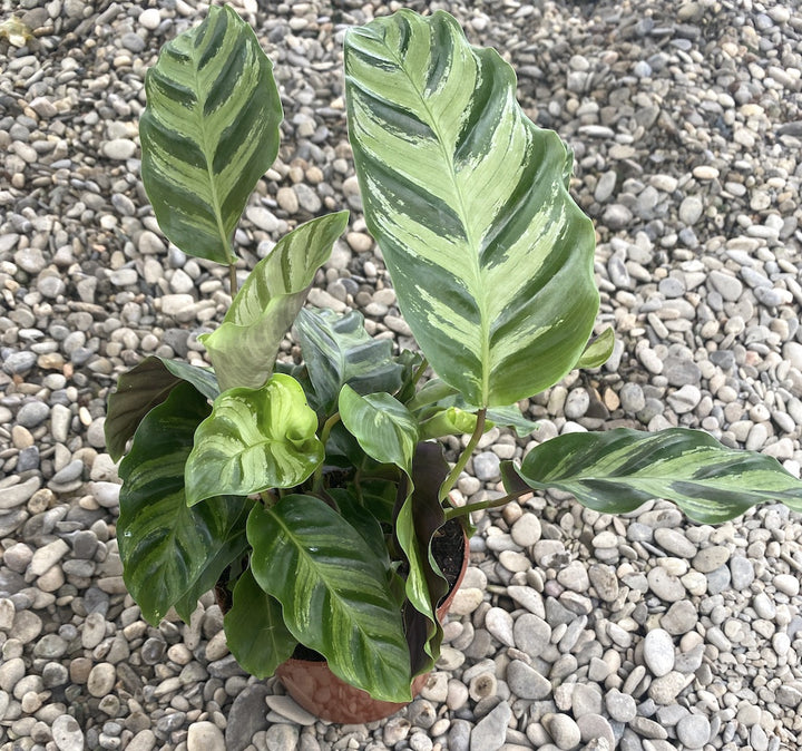 Calathea albertii