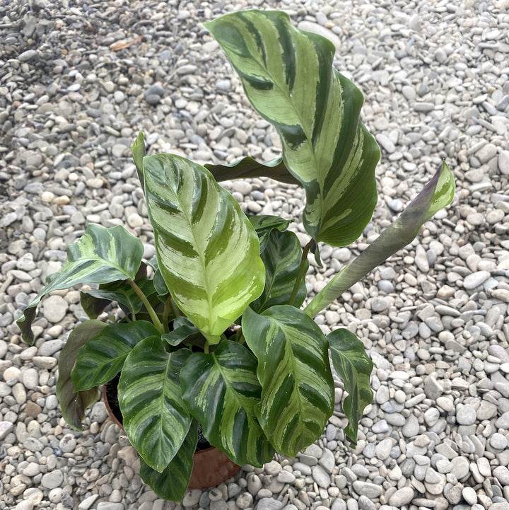 Calathea albertii