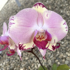 Phalaenopsis Miki Tipsy 86