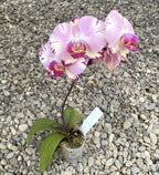 Phalaenopsis Miki Tipsy 86