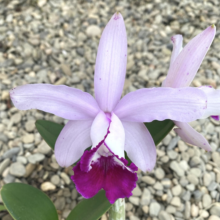 Orhidee Cattleya intermedia var. orlata 'Rio'