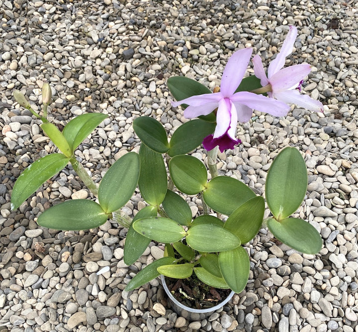 Orhidee Cattleya intermedia var. orlata 'Rio'