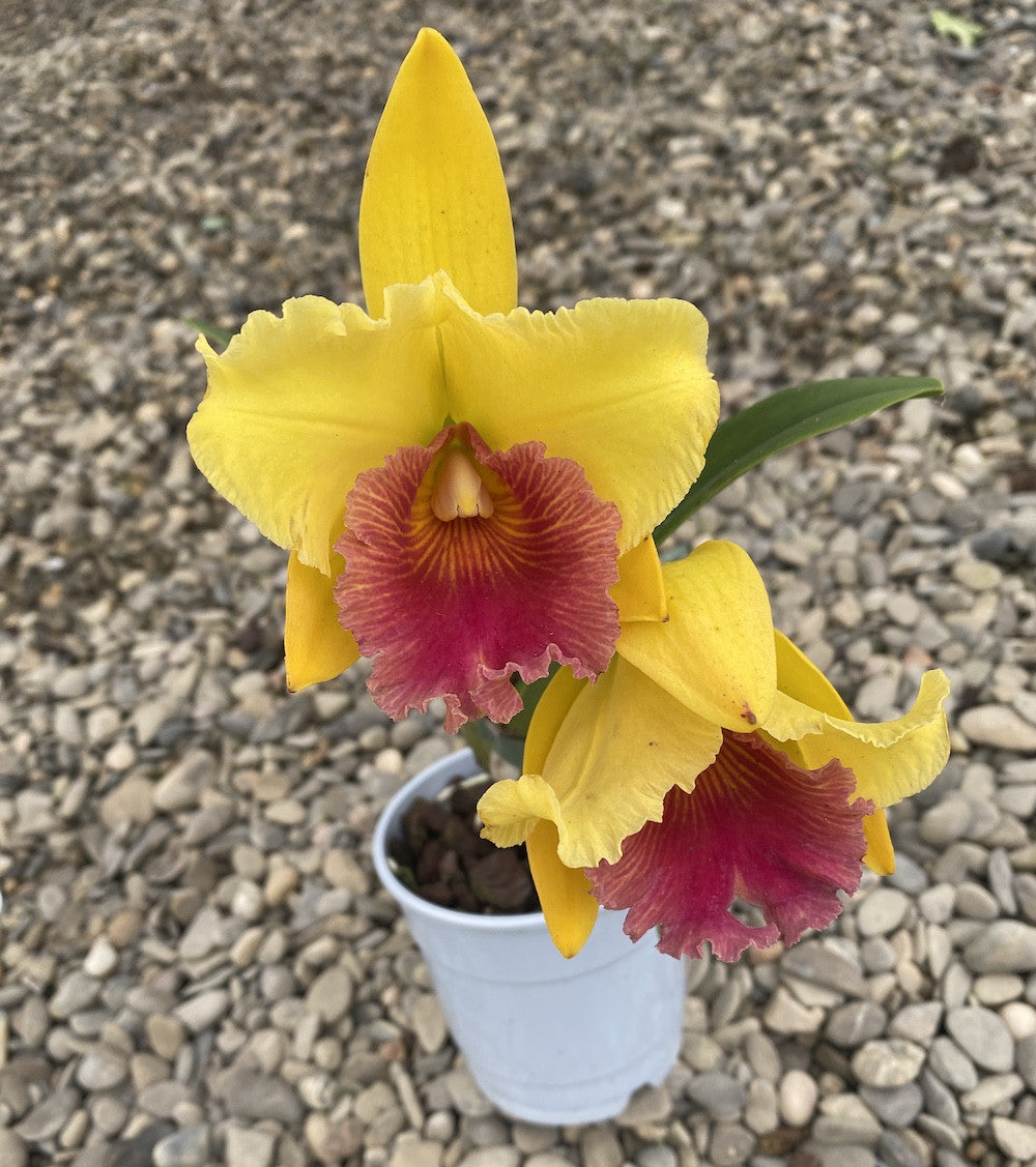 Orhidee Rlc. Alma Kee