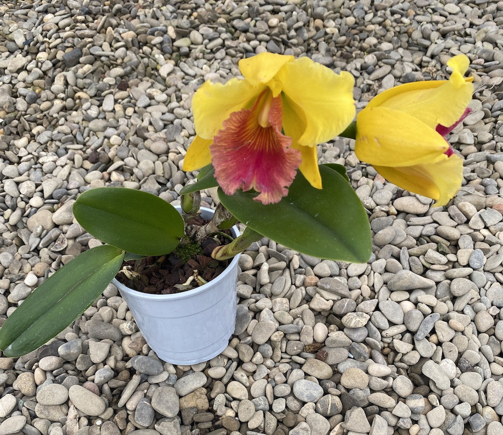 Orhidee Rlc. Alma Kee