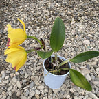 Orhidee Rlc. Alma Kee