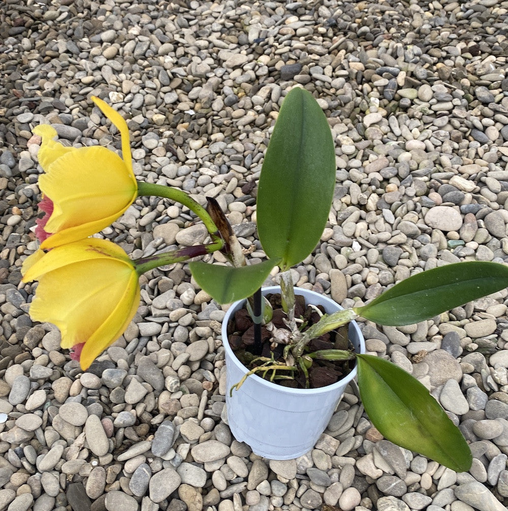 Orhidee Rlc. Alma Kee