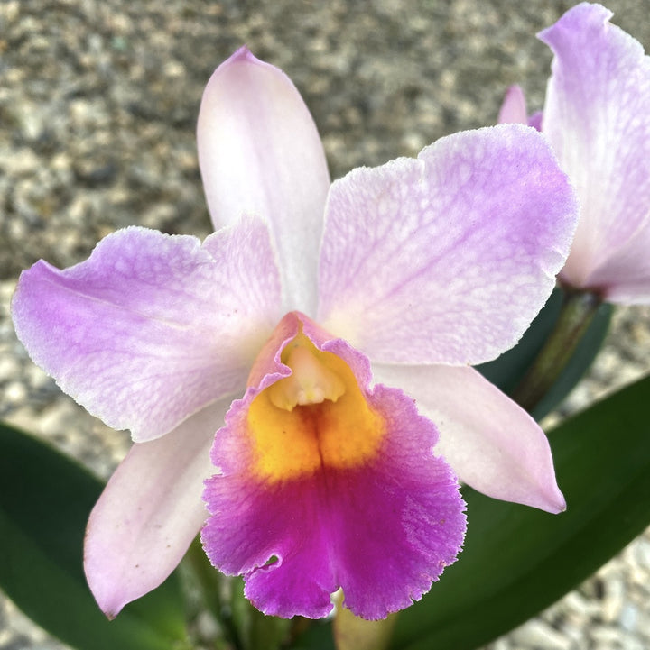 Orhidee Rlc. Burdekin Wonder "Loredana" (pink form)