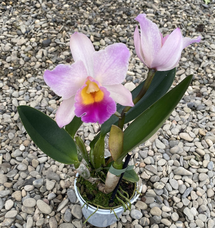 Orhidee Rlc. Burdekin Wonder "Loredana" (pink form)