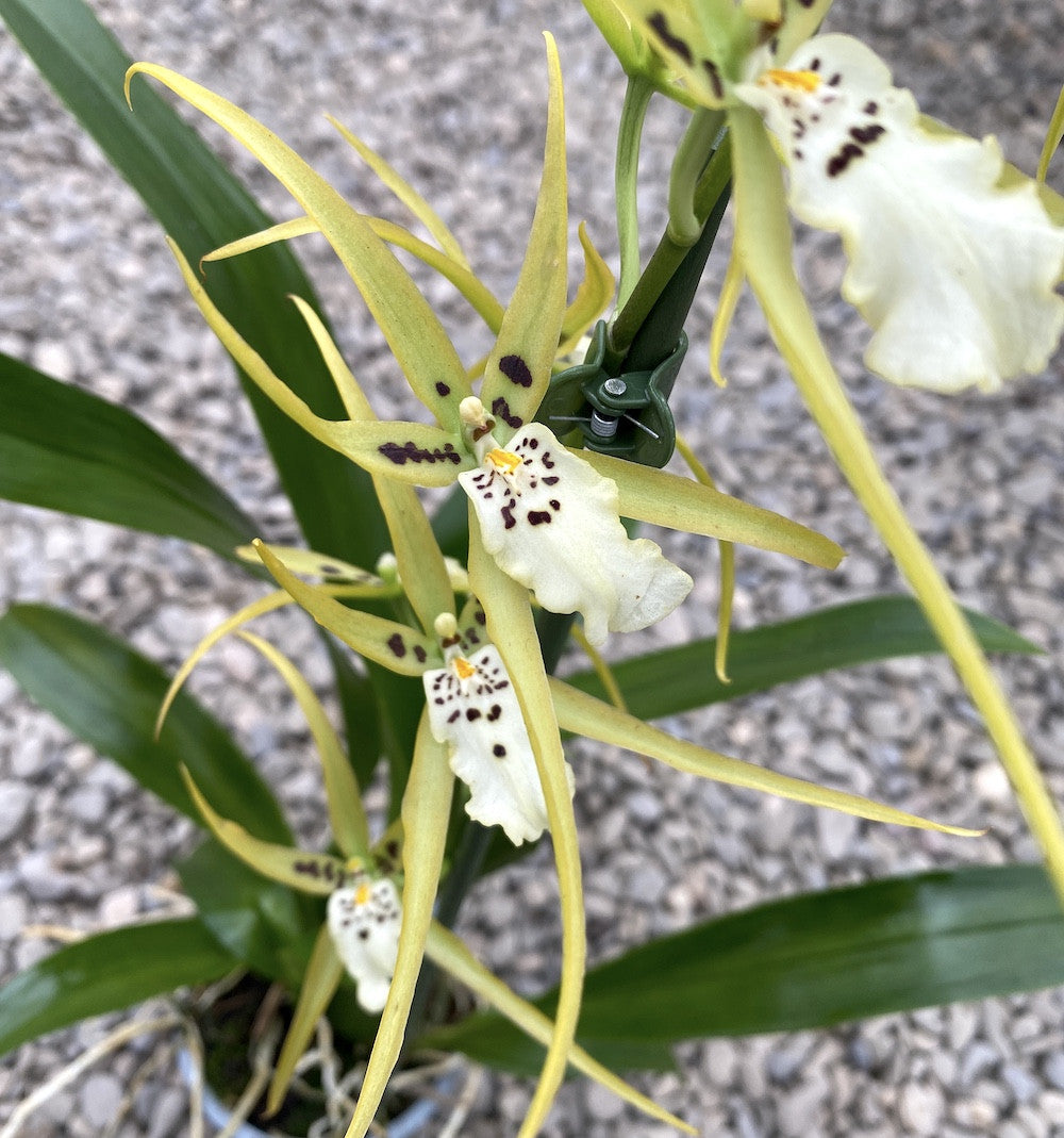 Aliceara Pacific - flori parfumate