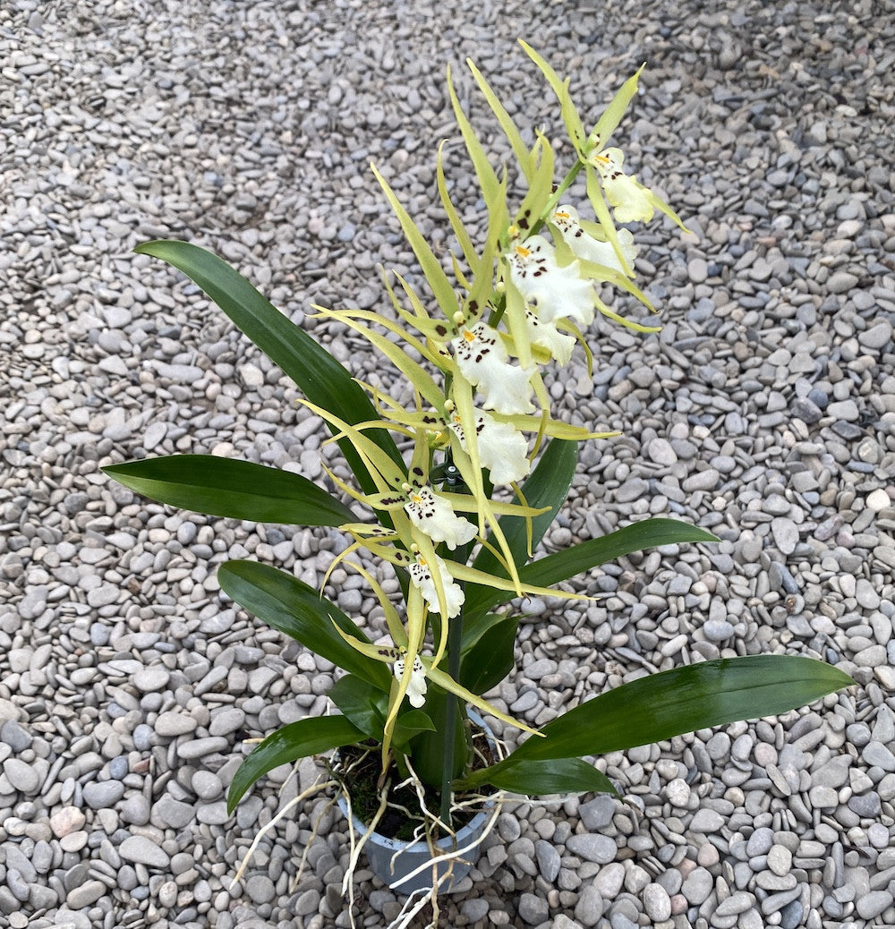 Aliceara Pacific - flori parfumate