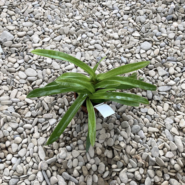 Orhidee Paphiopedilum Esquirolei