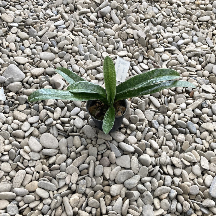 Paphiopedilum Green Horizon × philippinense var. alba