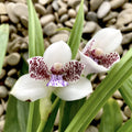 Pabstia jugosa
