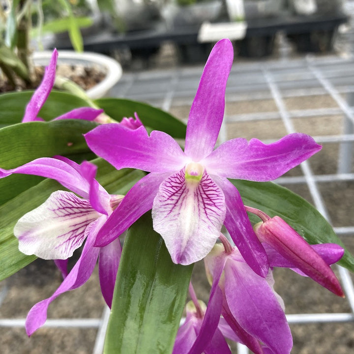 Dendrobium Rainbow Dance 'Akatsukinjan'