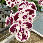 Phalaenopsis Lioulin R Lip '1274'